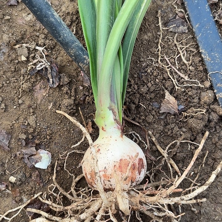 无花朵九月玫瑰线一号包对版