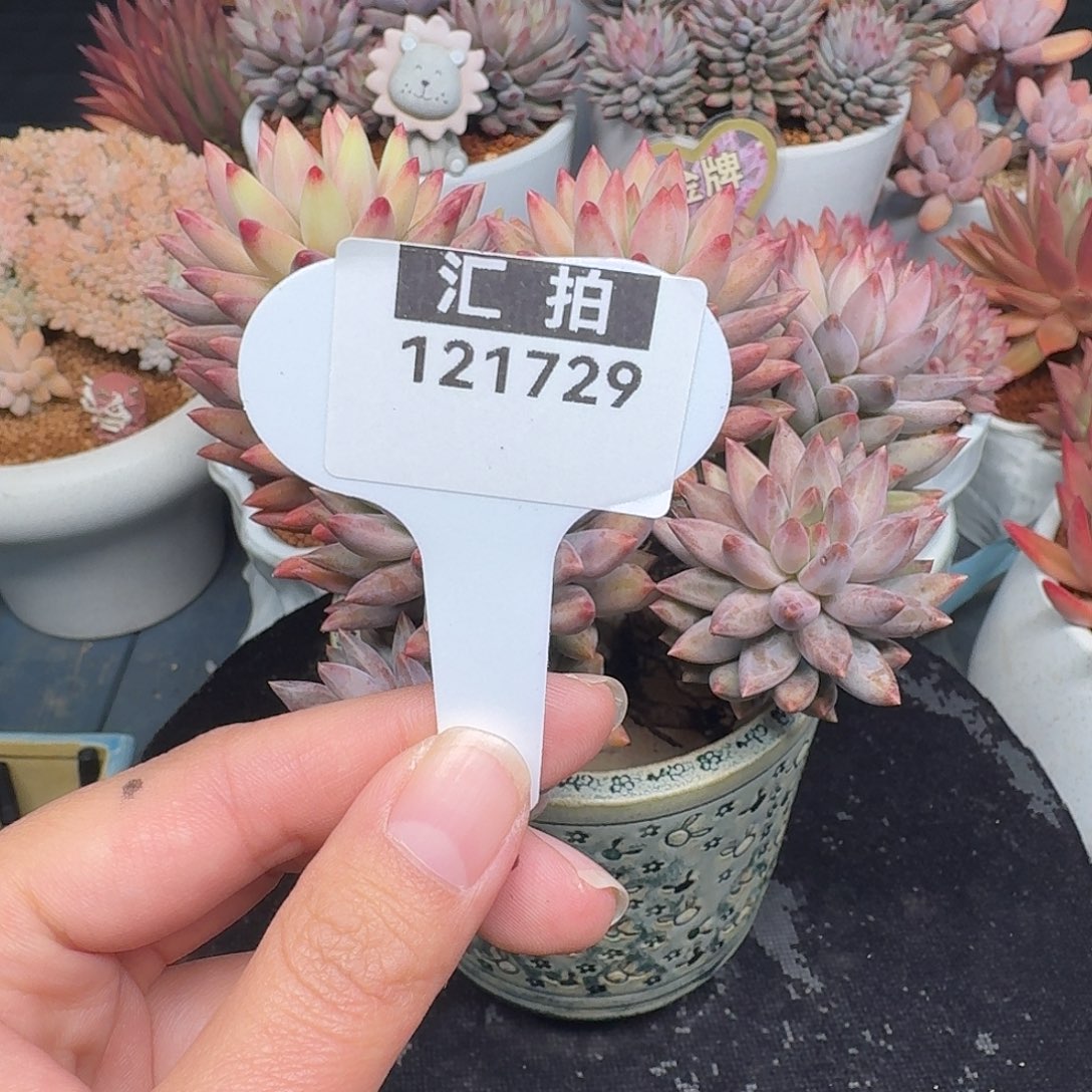 精品多肉植物121729