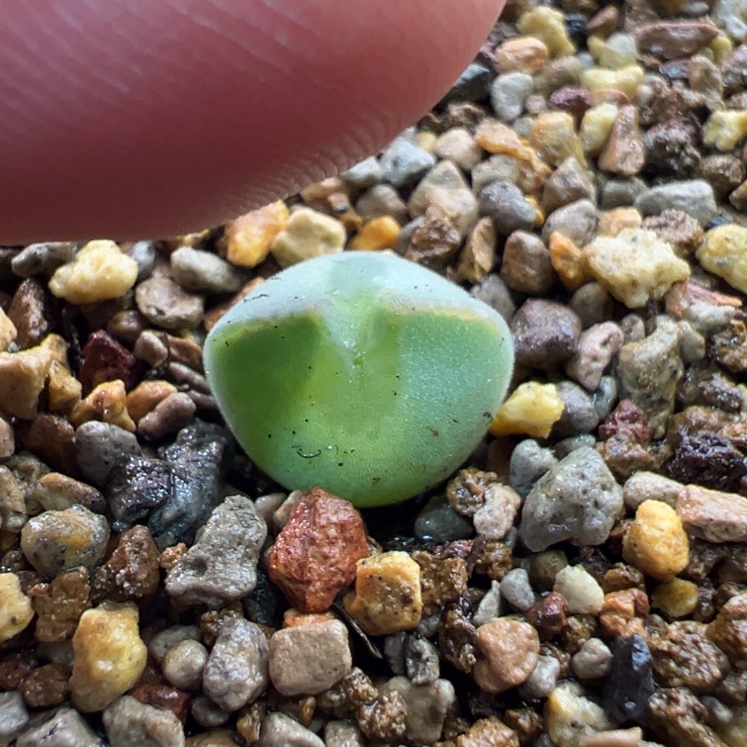 108多肉单头优选猫耳空蝉一棵特