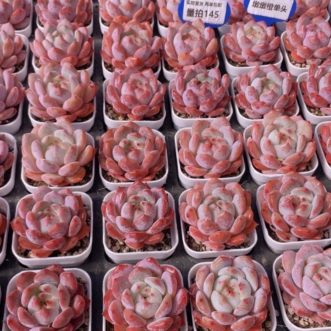 量拍145号 墩墩橙单头2个