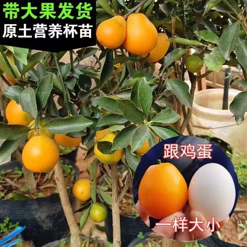 脆蜜金柑带果带土树苗四季果树食用金桔脆皮金橘招财果室内植物