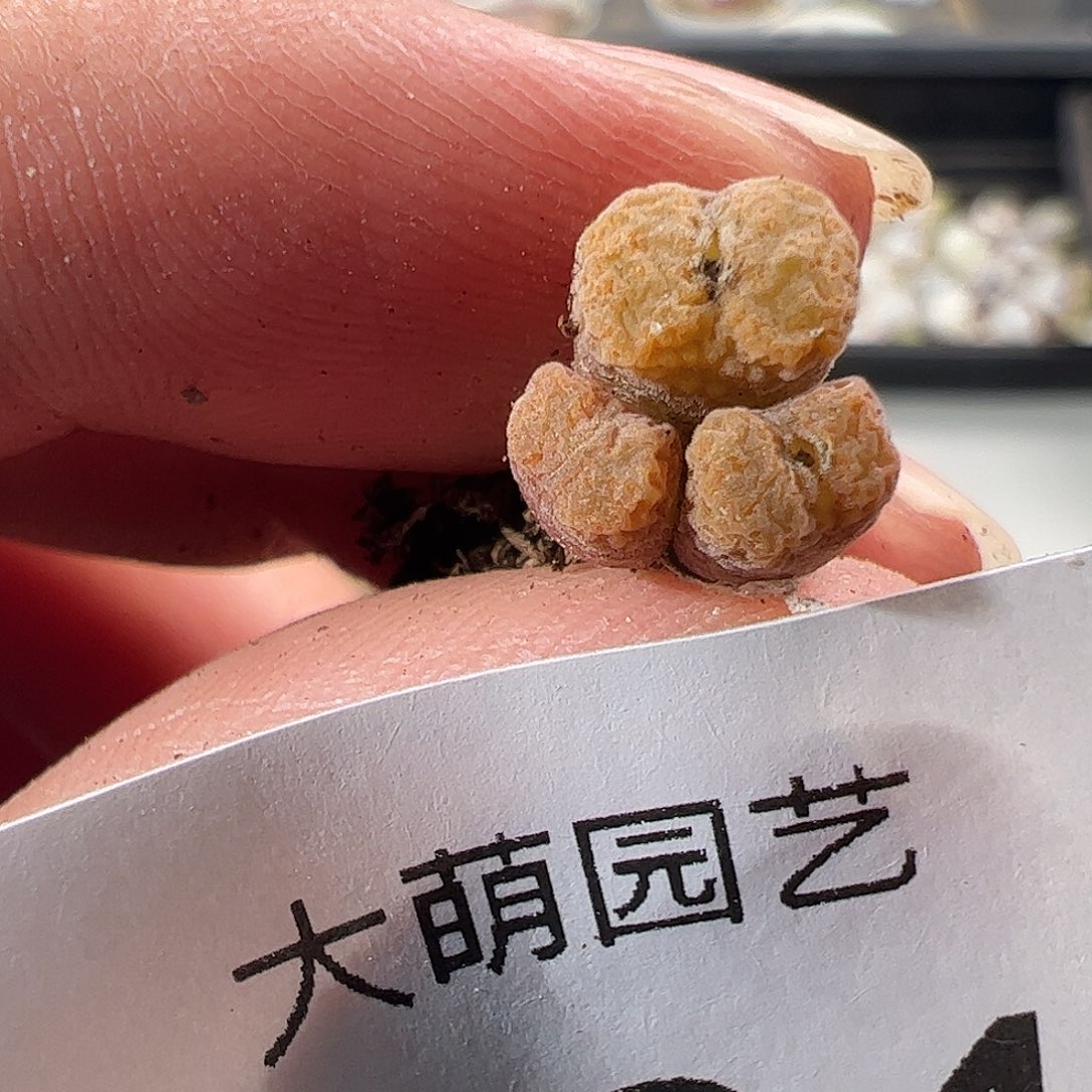 一物一拍MG1456.7冰渣火柴勋章284