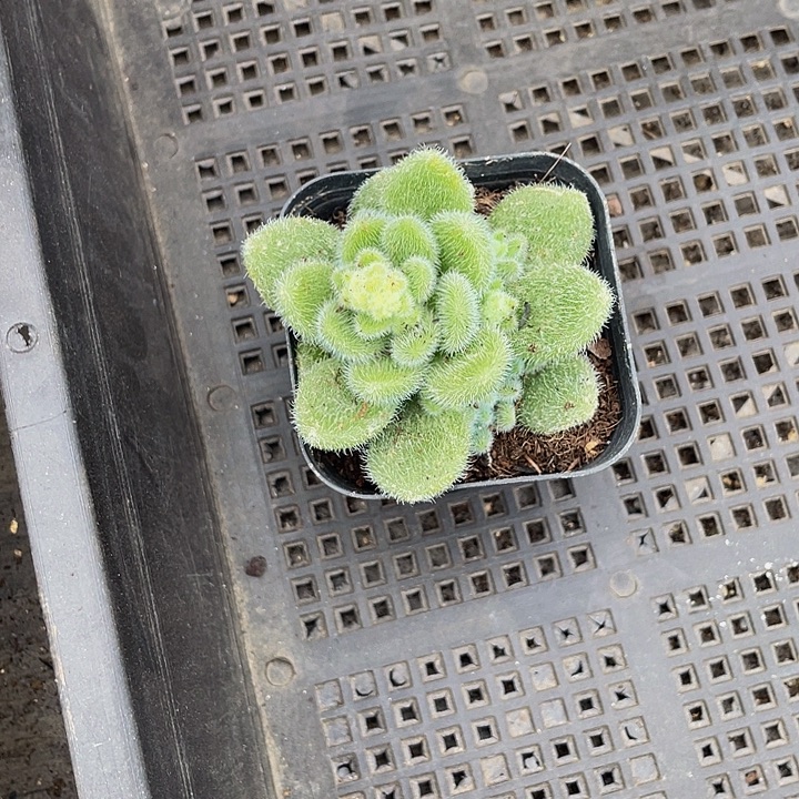 信冻泥带盆土发货