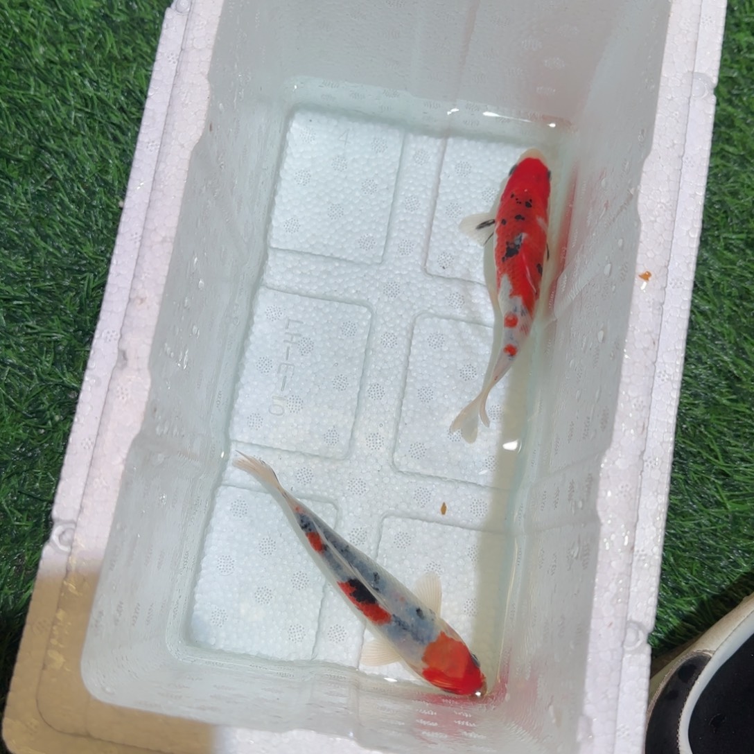 锦鲤锦鲤 观赏鱼锦鲤