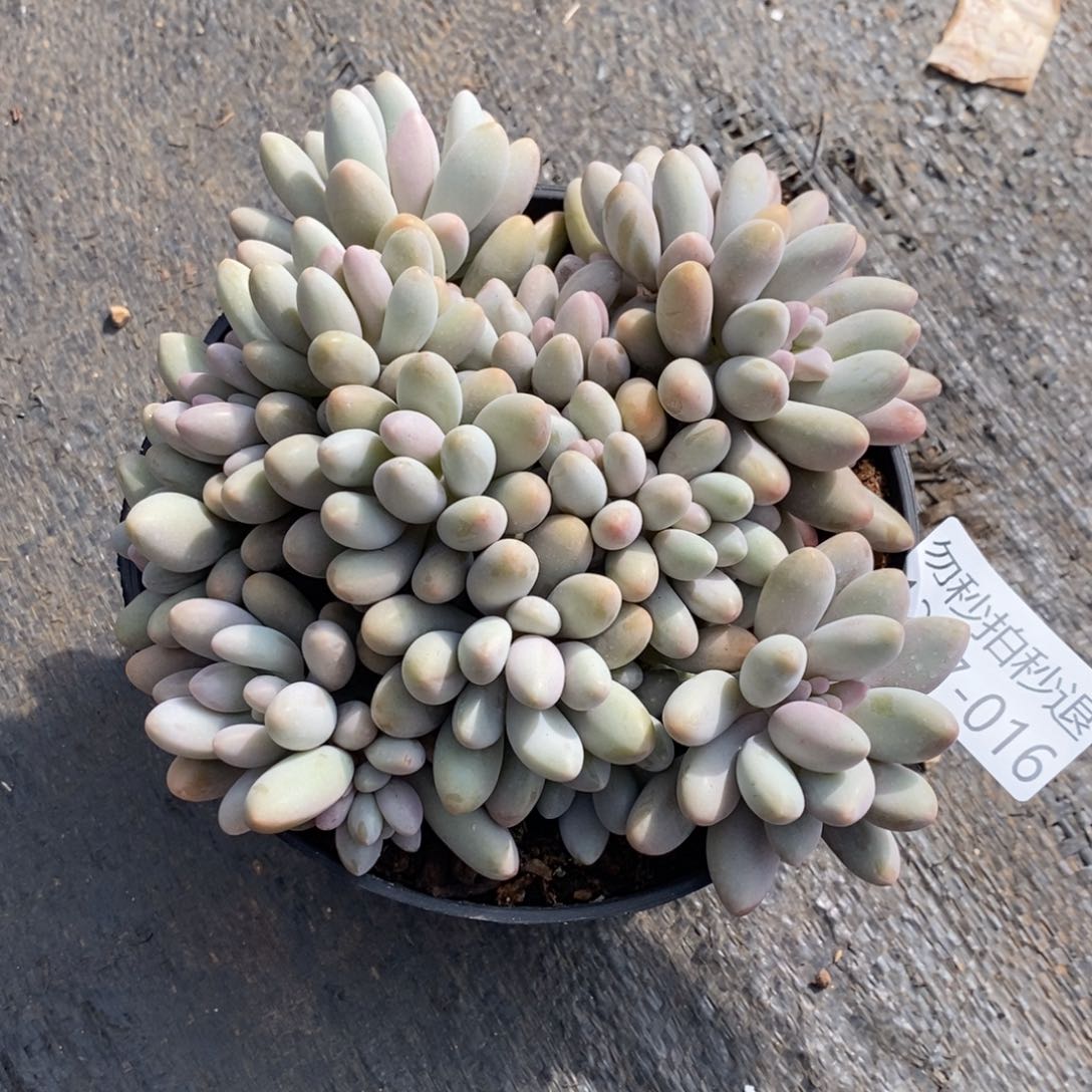 两单包邮1207-16粉色恋人