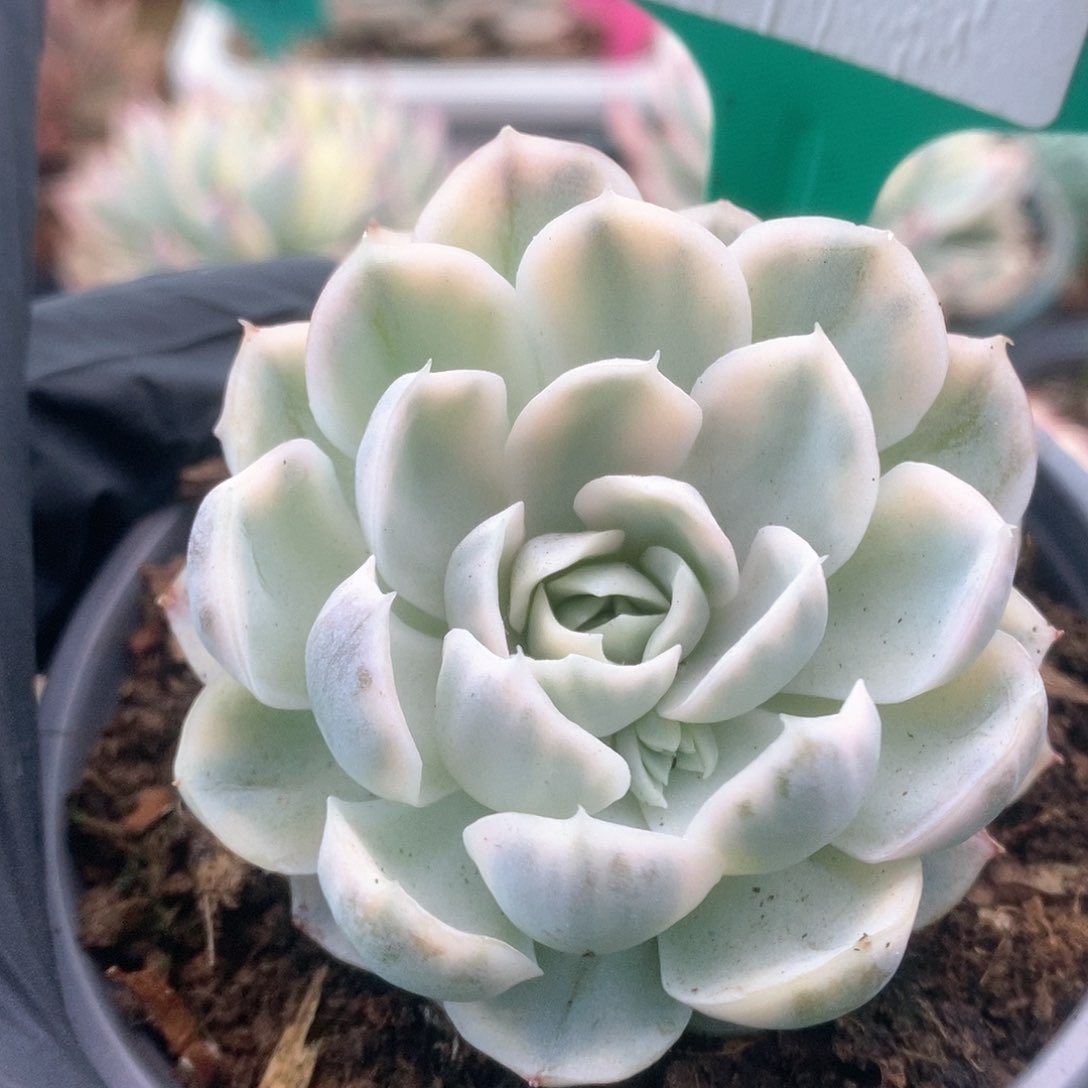 058雪球锦锦锦锦锦锦