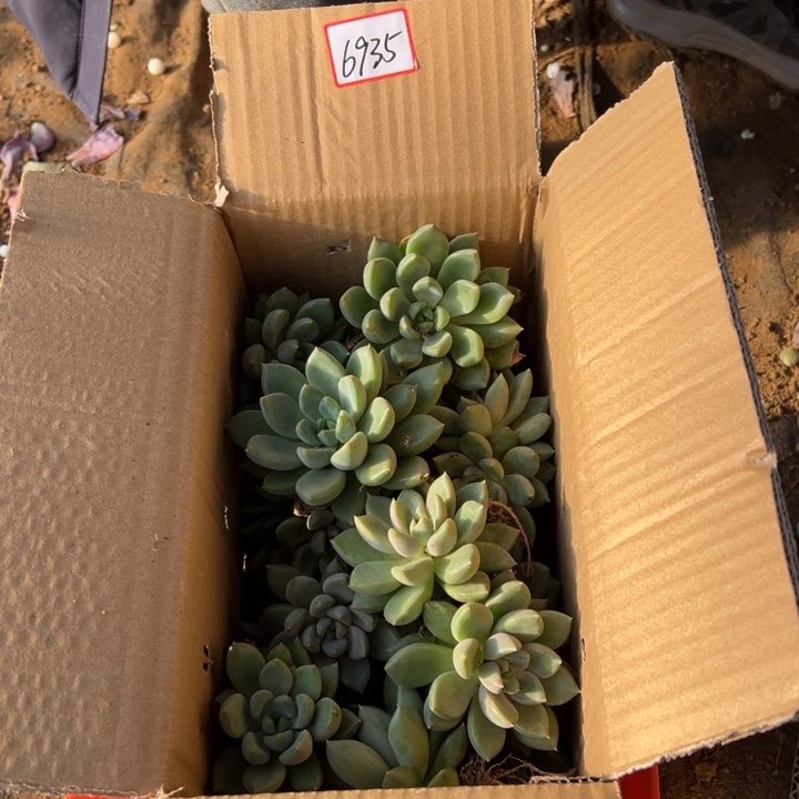 终***点地栽小红象牙一箱昆明发货