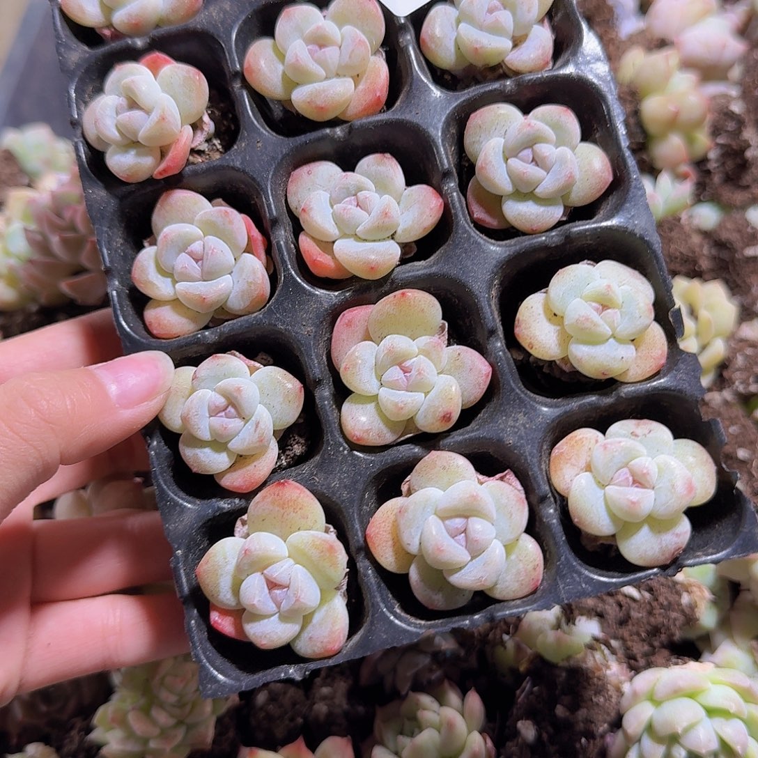 你***！直播福利一物一拍08