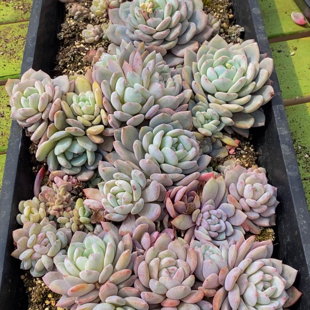 794多肉植物保护研究所所长助理