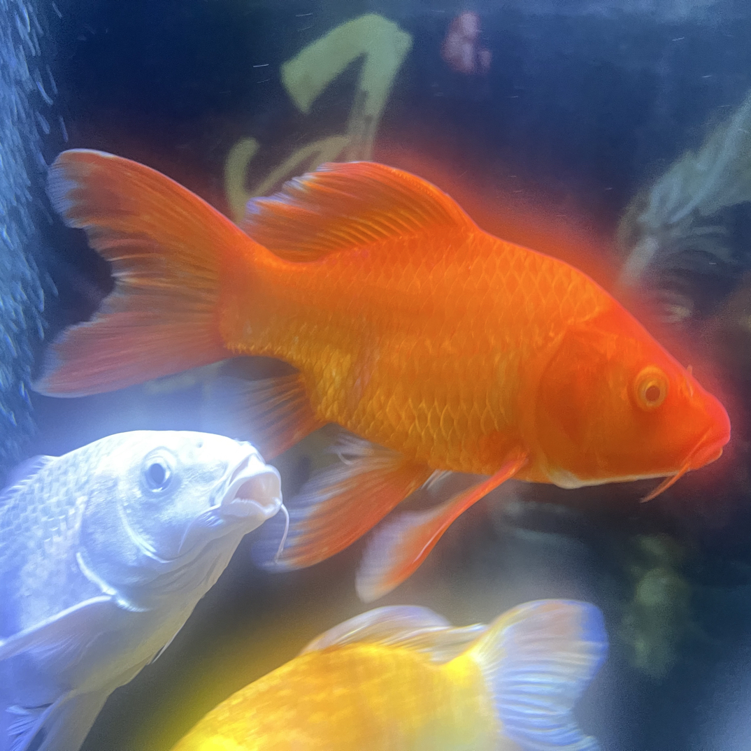 好养耐活红色短身蝴蝶鲤观赏鱼活体冷水淡水鱼苗16-20