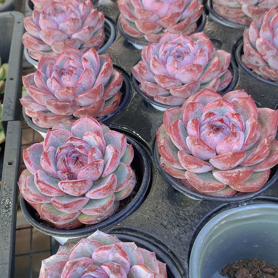 黑橙3457899000000000