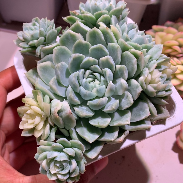 麦秆群群有全锦头