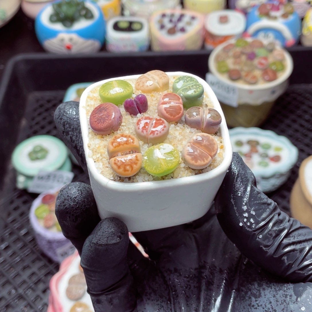 w5112--带盆土发货，零下地区拍保温箱