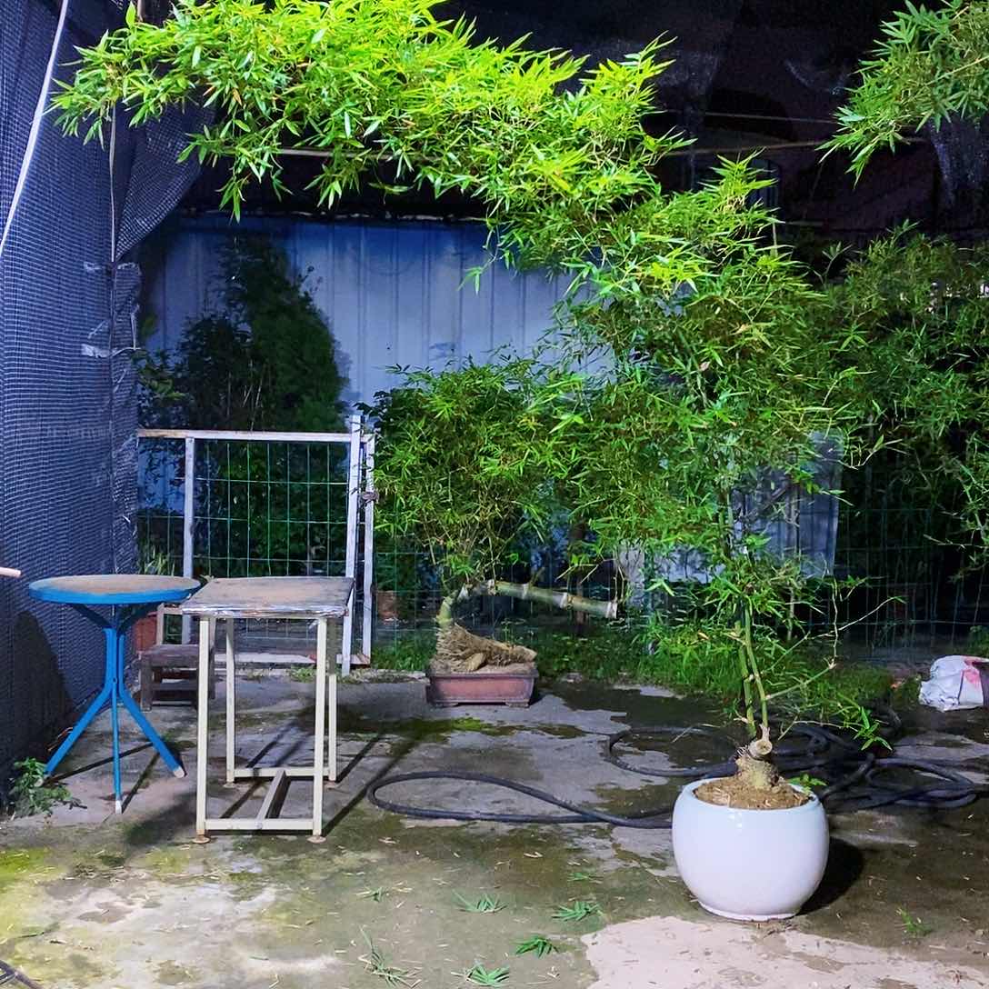 无花朵夜*夜小叶簕竹一物一拍