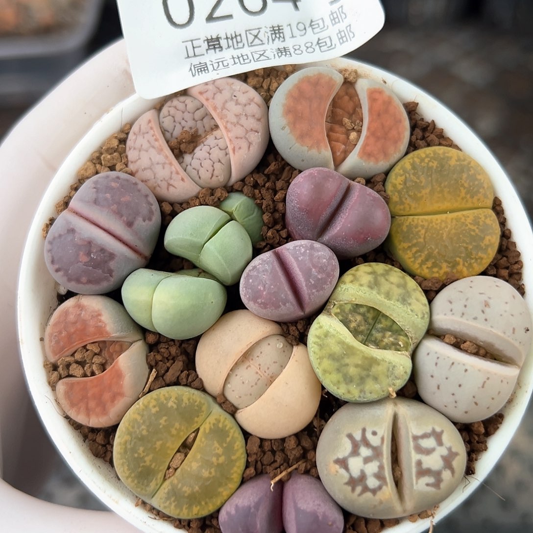 好养易活生石花大母本0264