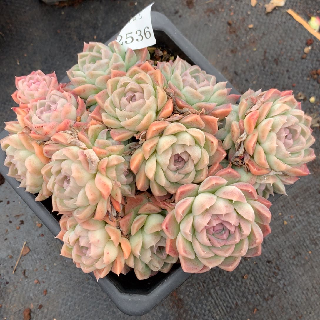 2536杂交多肉植物