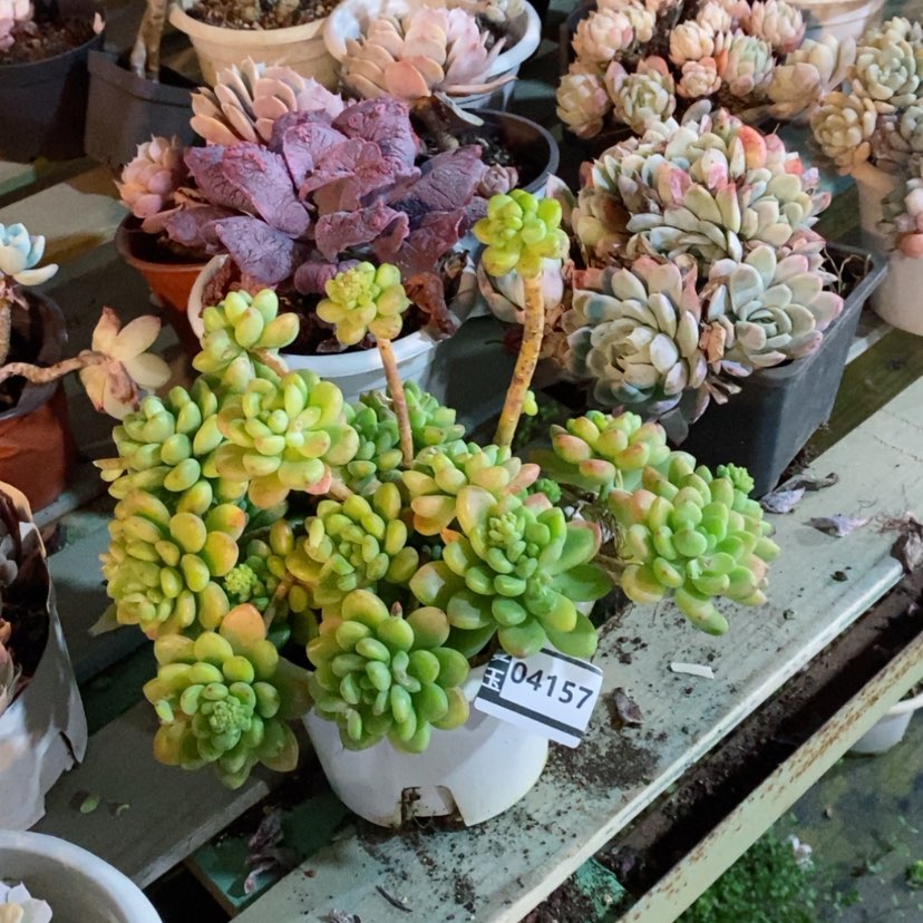 【闪购商品】香格里拉04157