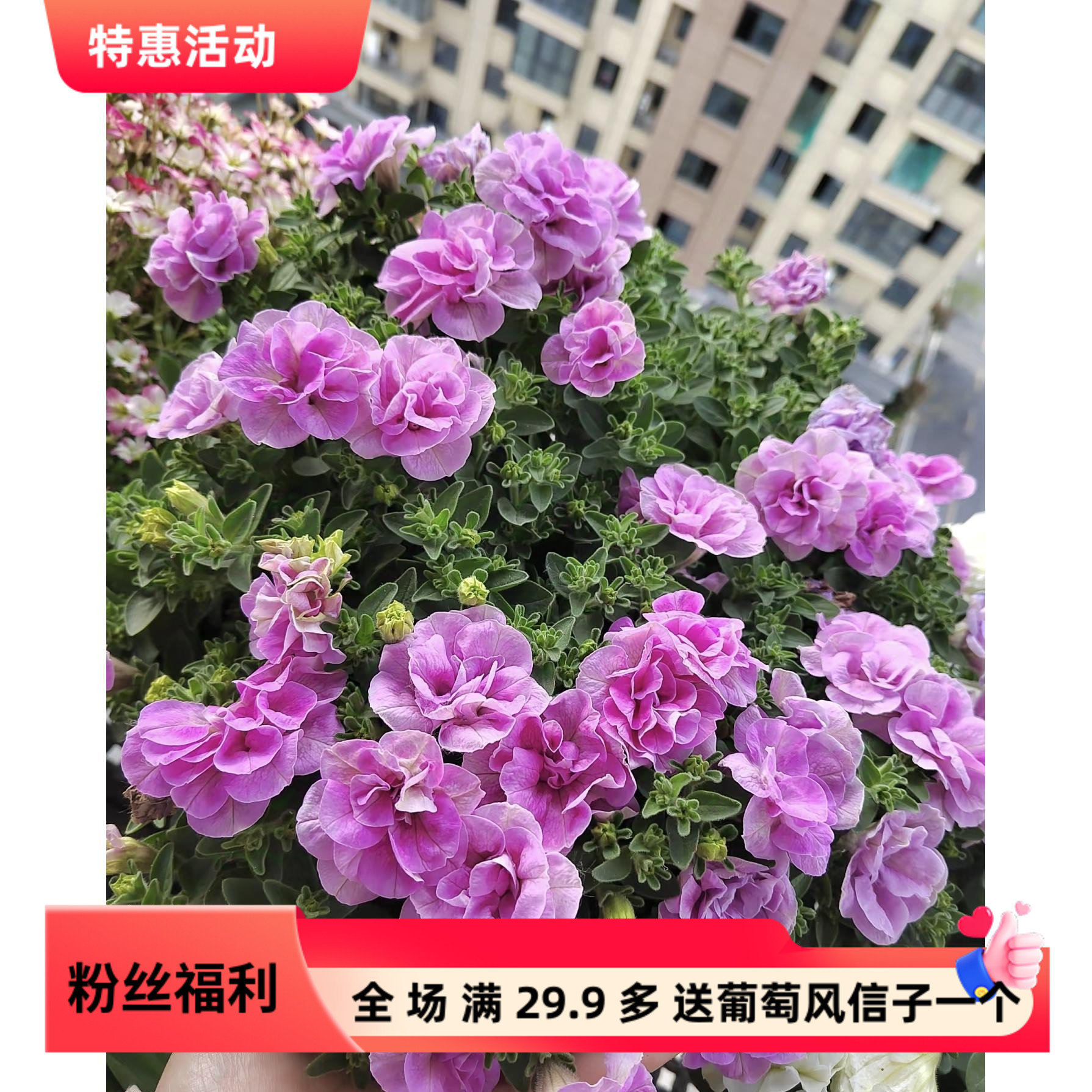 [多色矮牵牛] 120口径盆 带花重瓣垂吊牵牛花四季开花卉庭院阳台