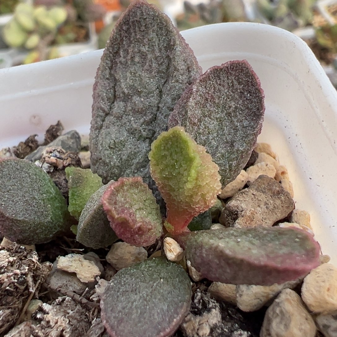 福利款实生新品大苗多肉植物