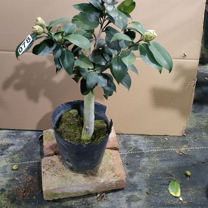 78绿可那，原盆原土发货