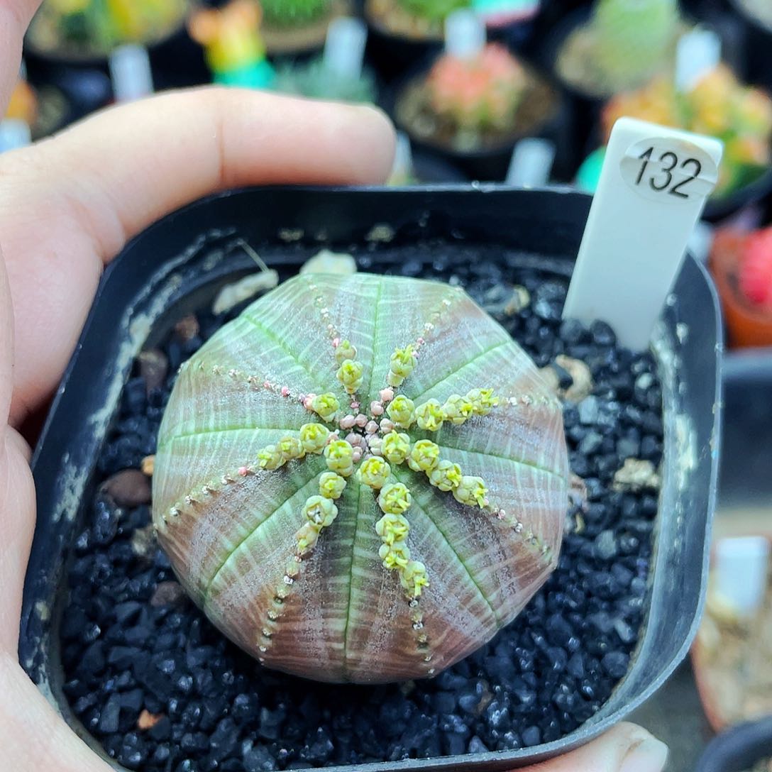 雪***^非偏远地区满25包邮仙人球