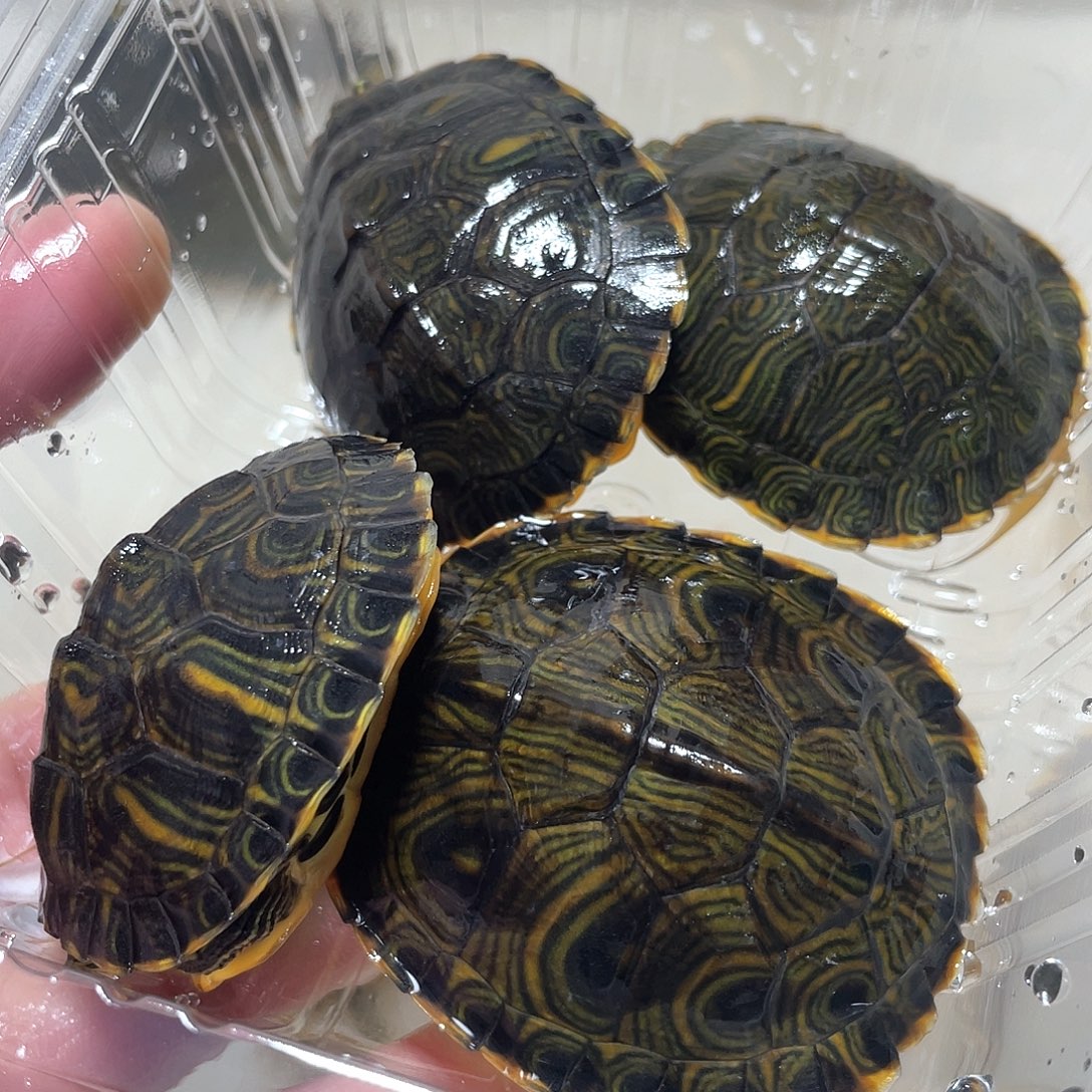 宠物龟不分公母4耳