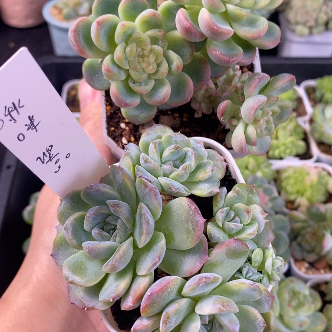 啾****啾咪两颗一组脱土发货