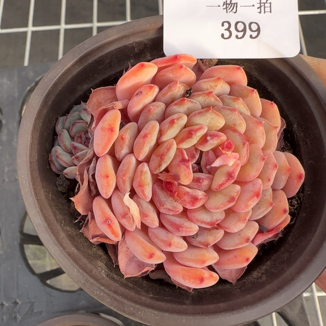 闪购精品多肉399号