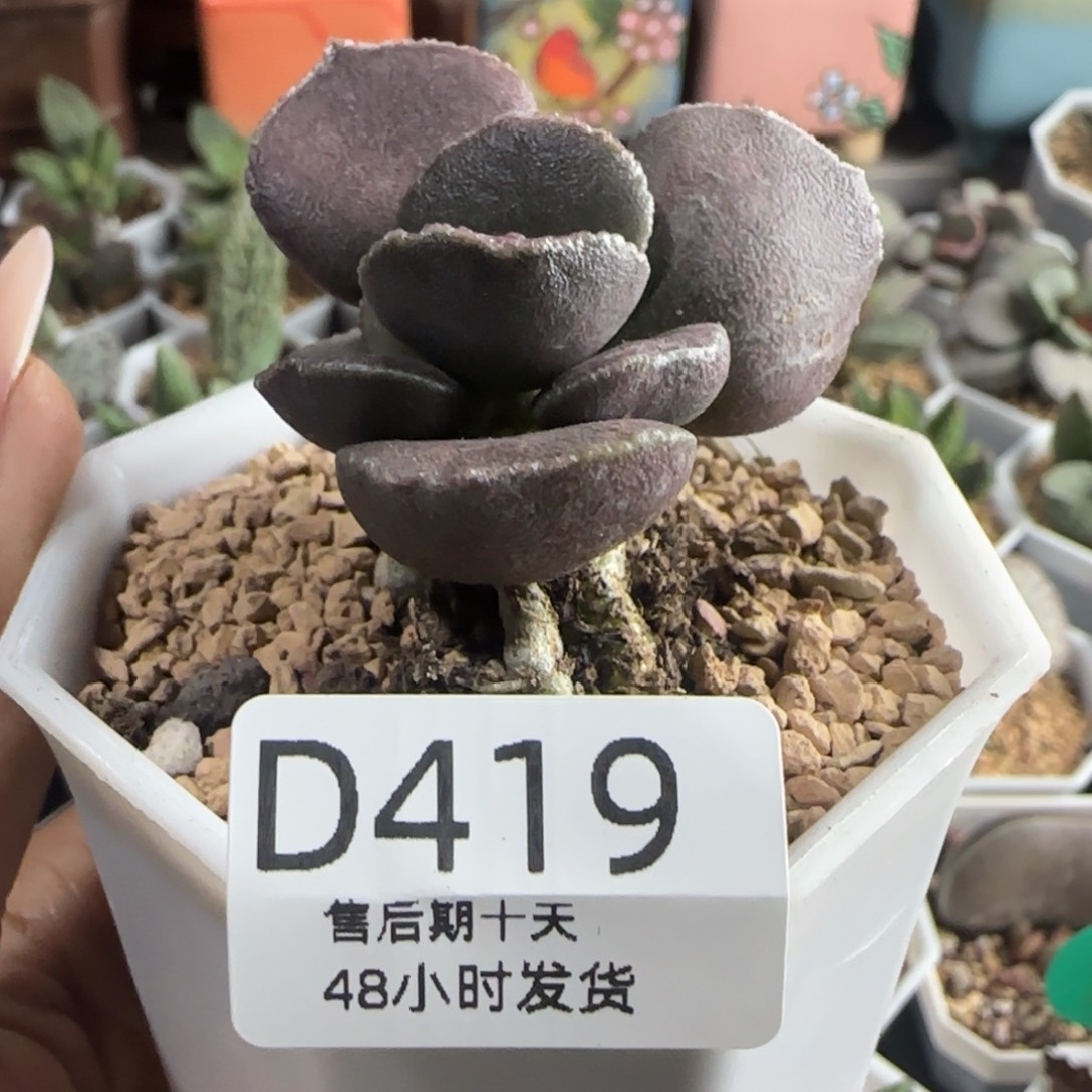 笛***处福利多肉。    419。   