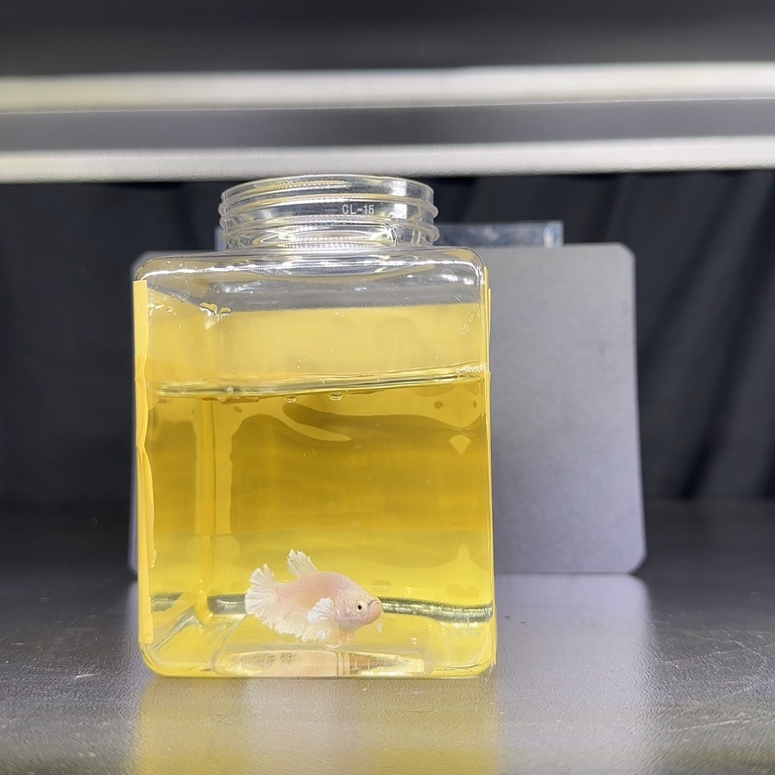 绣球母鱼粉白配色