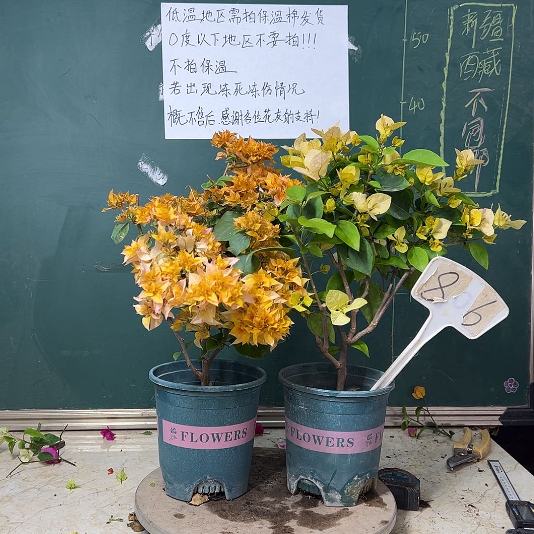 全部花苞下播 重瓣黄 黄玫瑰 806