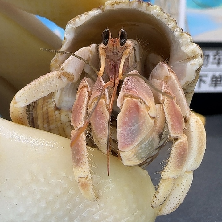 A7灰白1.6cm口径灰白