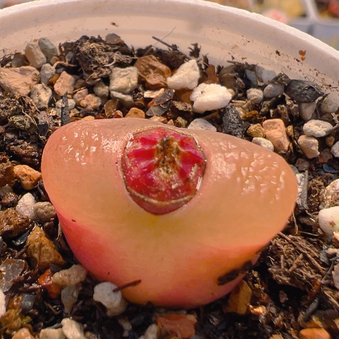 10多肉植物百科知识