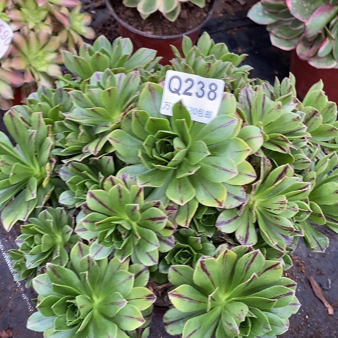 238碧火多肉植物