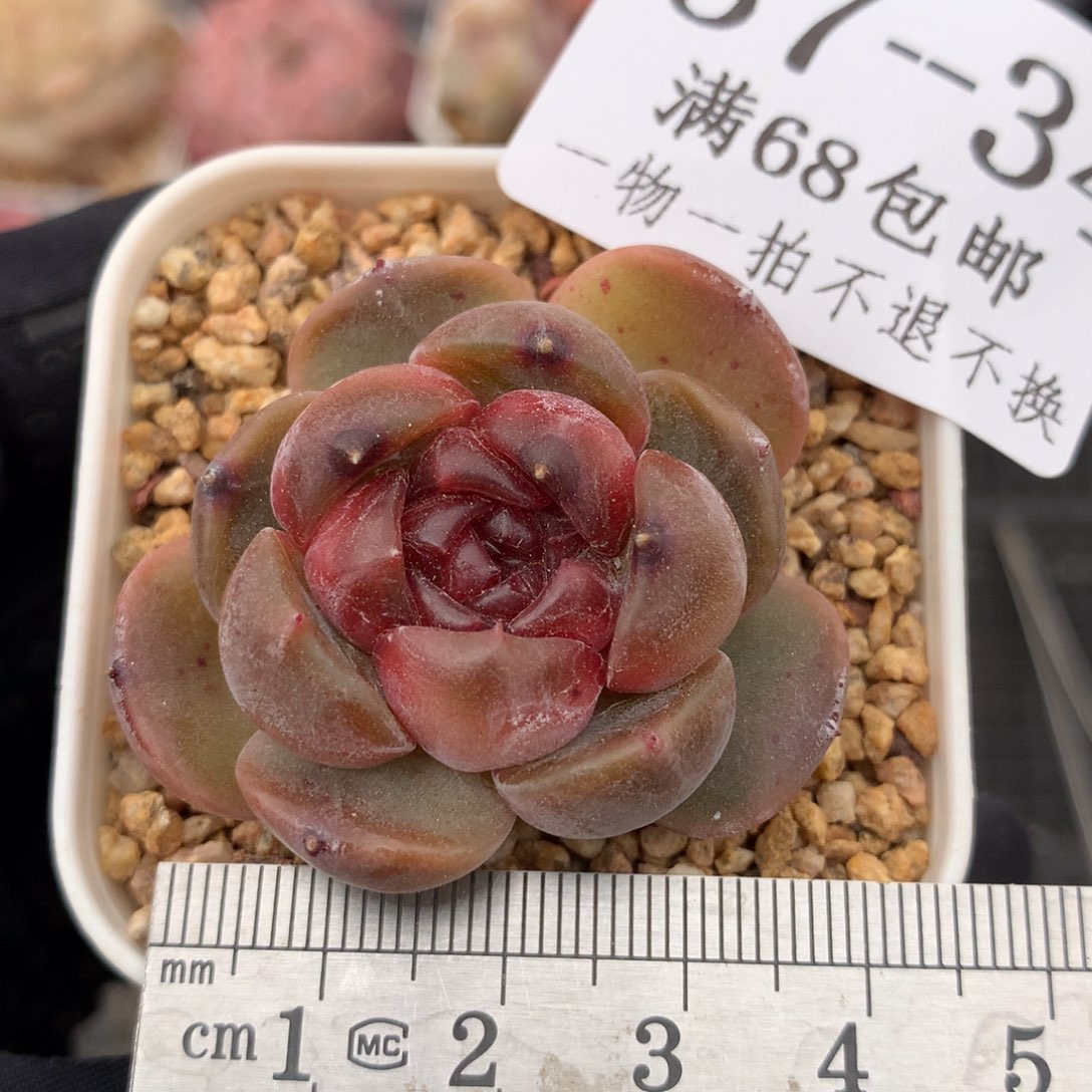 34。红色恋人。带小头。