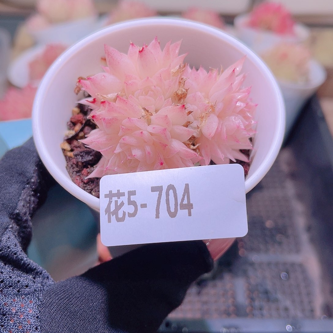 花利美5-704麦秆