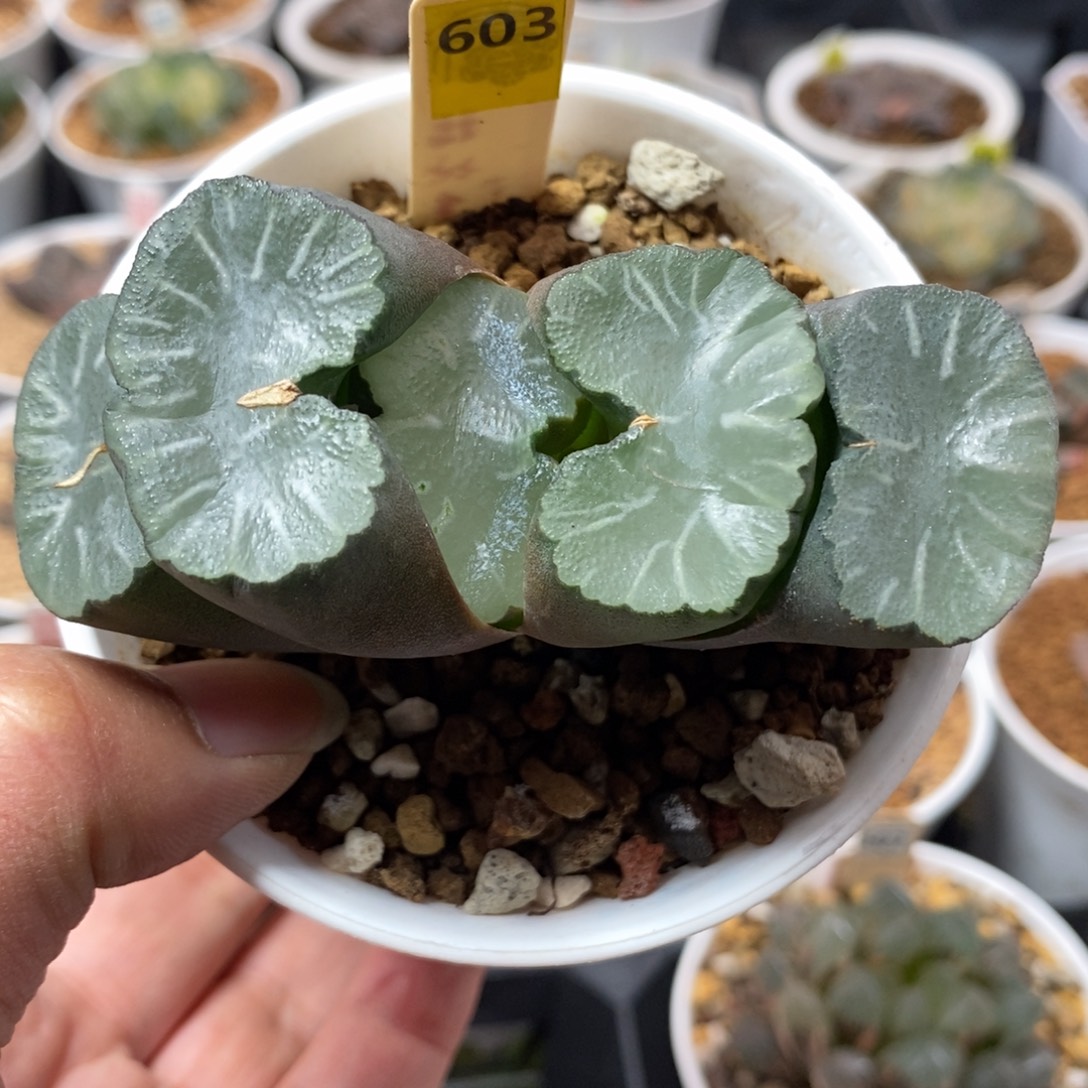 603白亚玉扇一物一拍
