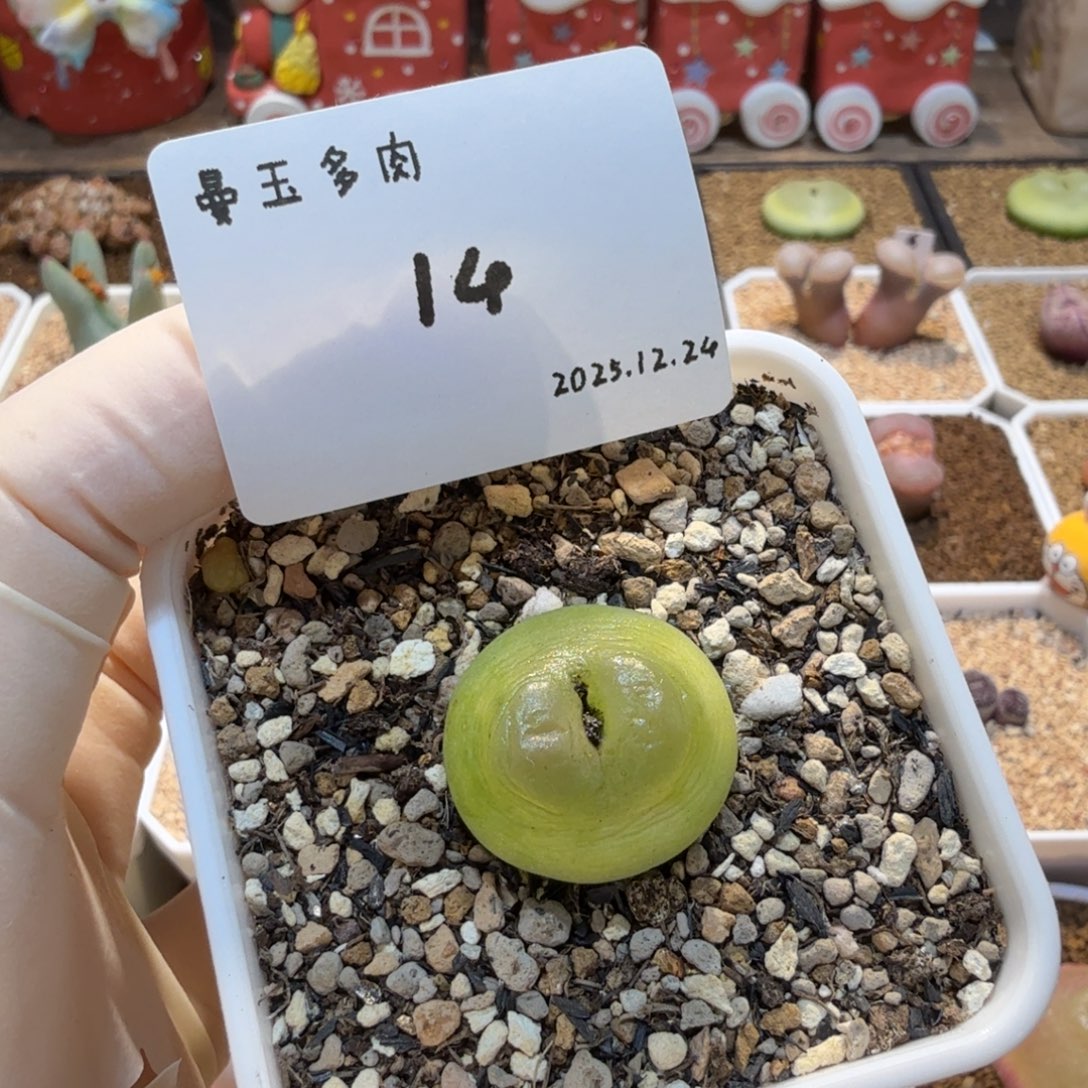 多肉多肉多肉12.24-014 拉登了2.2cm