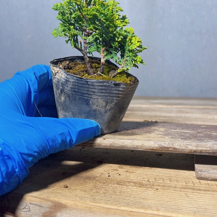 志***得无花朵        津山桧