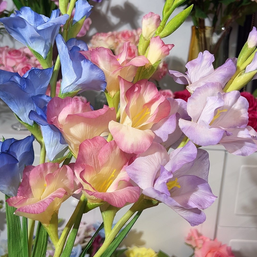 3枝混色剑兰花花。         