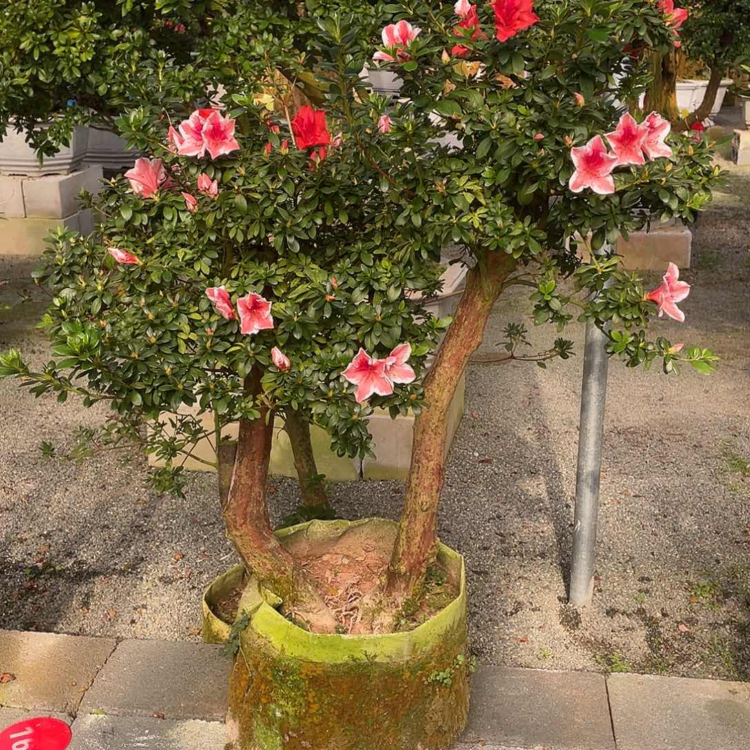 @***华完全开放百合杜鹃包邮