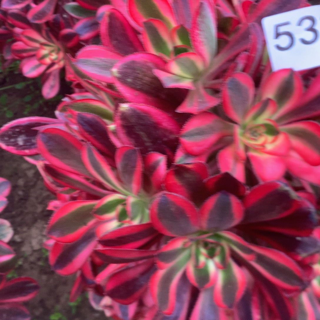 532香奈儿多肉植物