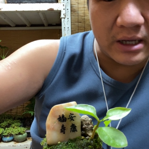 红陶一物一拍所见即所得302