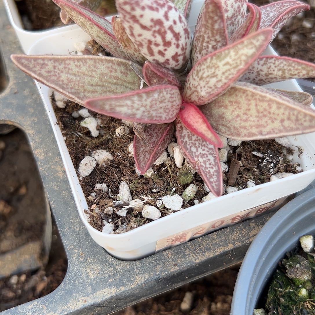 多肉植物红太平水泡