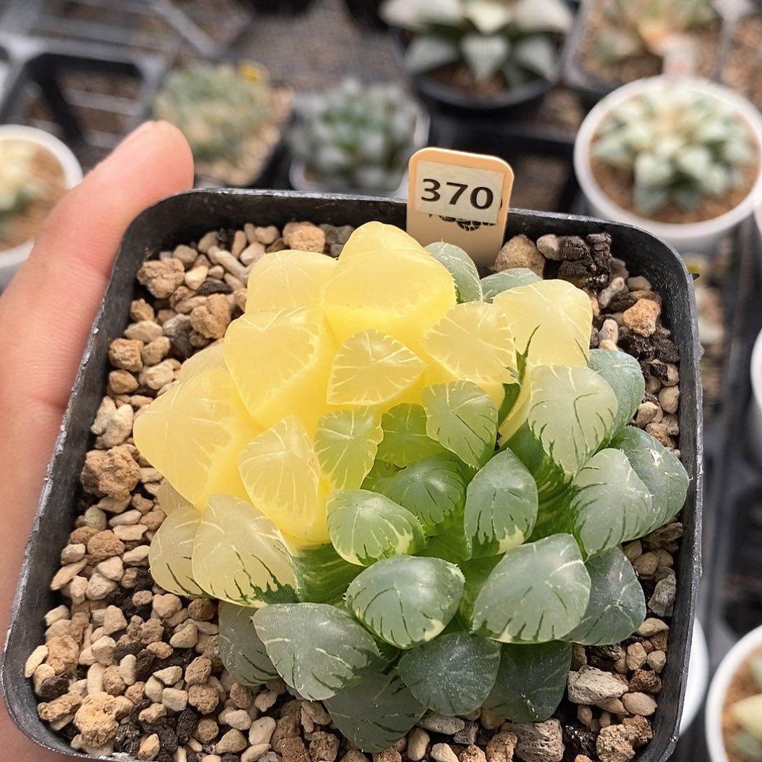 红陶370号实生玉露锦6.8㎝