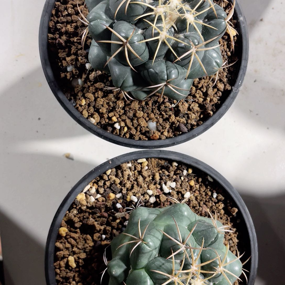 实生象牙仙人球两棵58