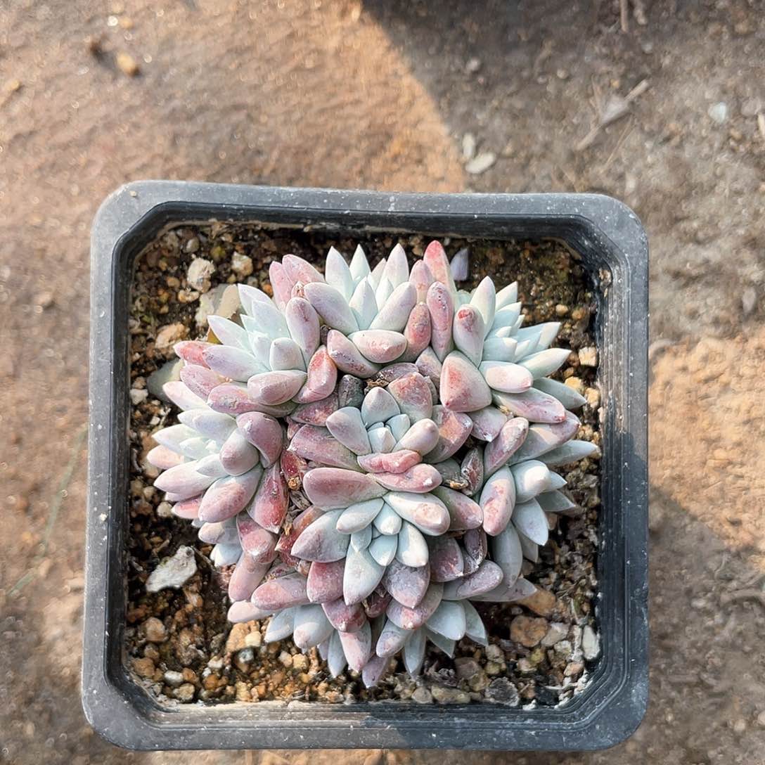 晨溪园艺仙女杯白菊