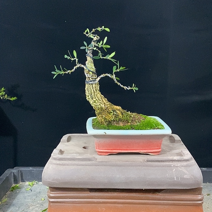 无花朵小叶雀舌黄杨盆景