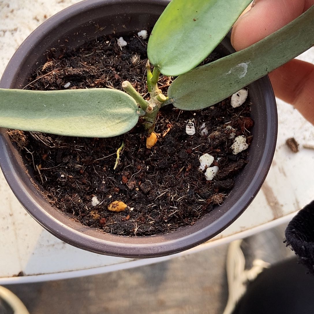 完全开放全银琴叶球兰28