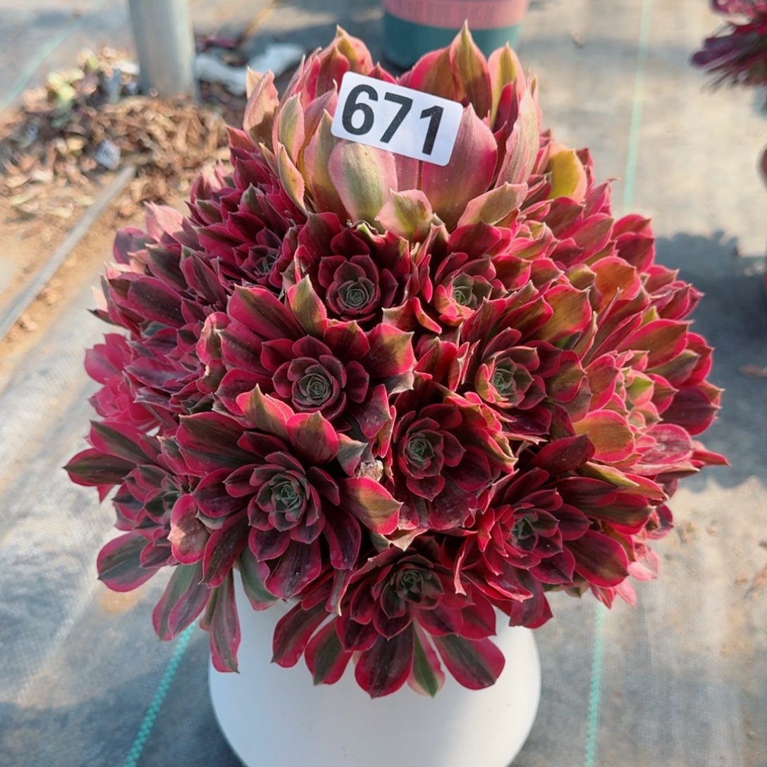 671男神多肉植物